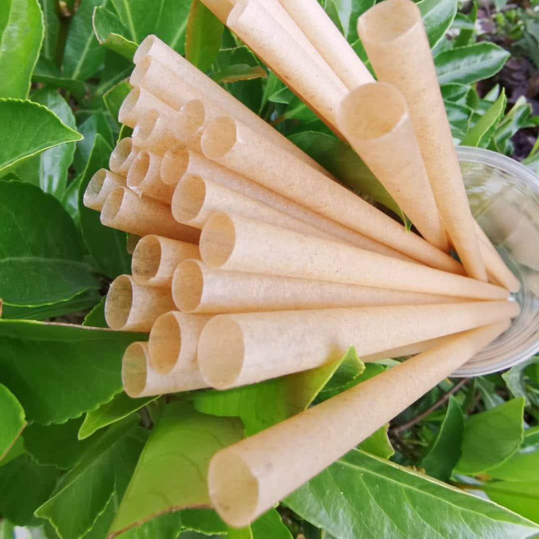 Sugarcane Straws